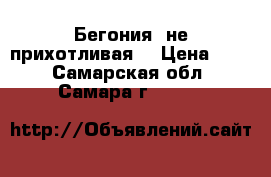 Бегония (не прихотливая) › Цена ­ 50 - Самарская обл., Самара г.  »    